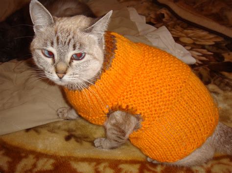 roupa para gato